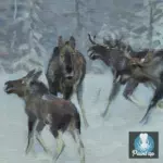 Картина Лоси в заснеженном зимнем лесу - Степанов А.С.
