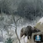Картина Лоси - Степанов А.С.