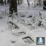 Картина Зима - Иван Шишкин