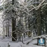 Картина Зима - Иван Шишкин
